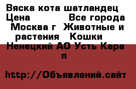 Вяска кота шатландец › Цена ­ 1 000 - Все города, Москва г. Животные и растения » Кошки   . Ненецкий АО,Усть-Кара п.